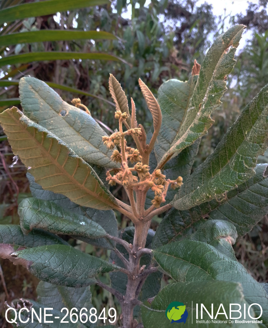 Brunelliaceae image