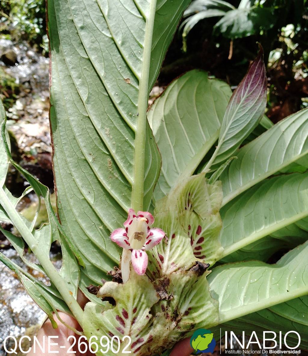 Columnea medicinalis image