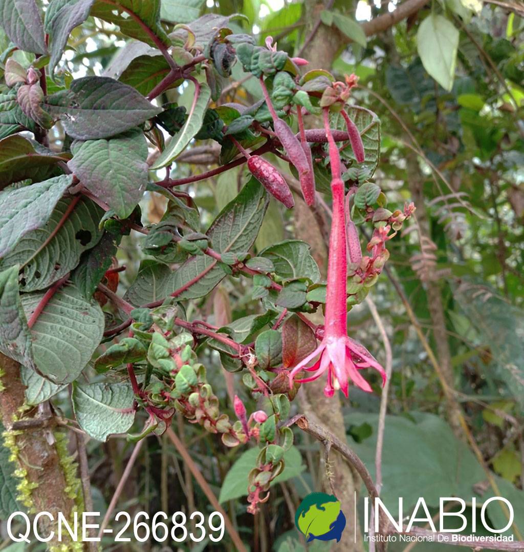 Fuchsia sylvatica image