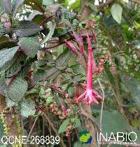 Image of Fuchsia sylvatica