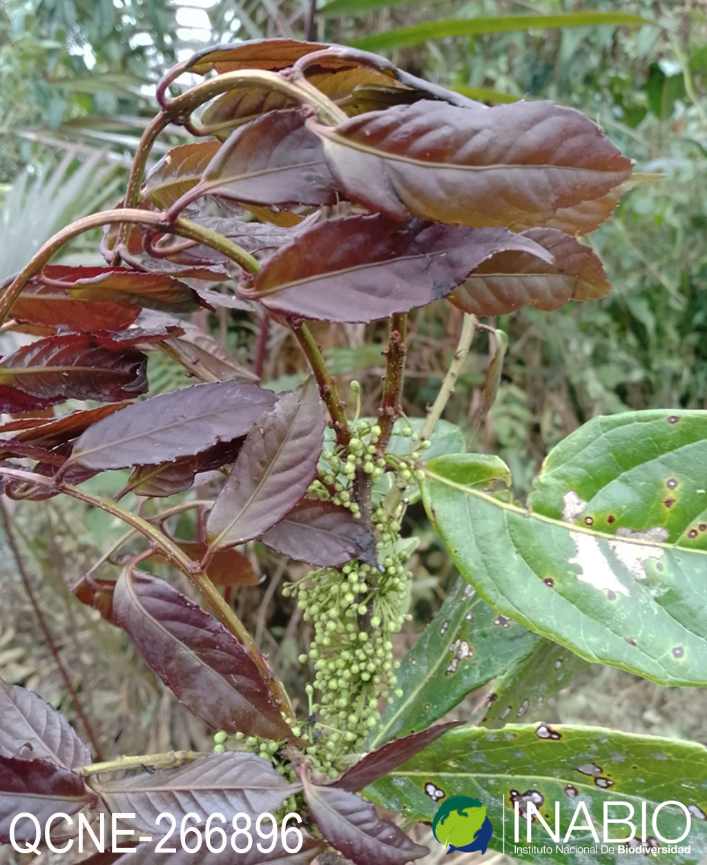 Ilex laurina image