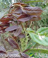 Image of Ilex laurina