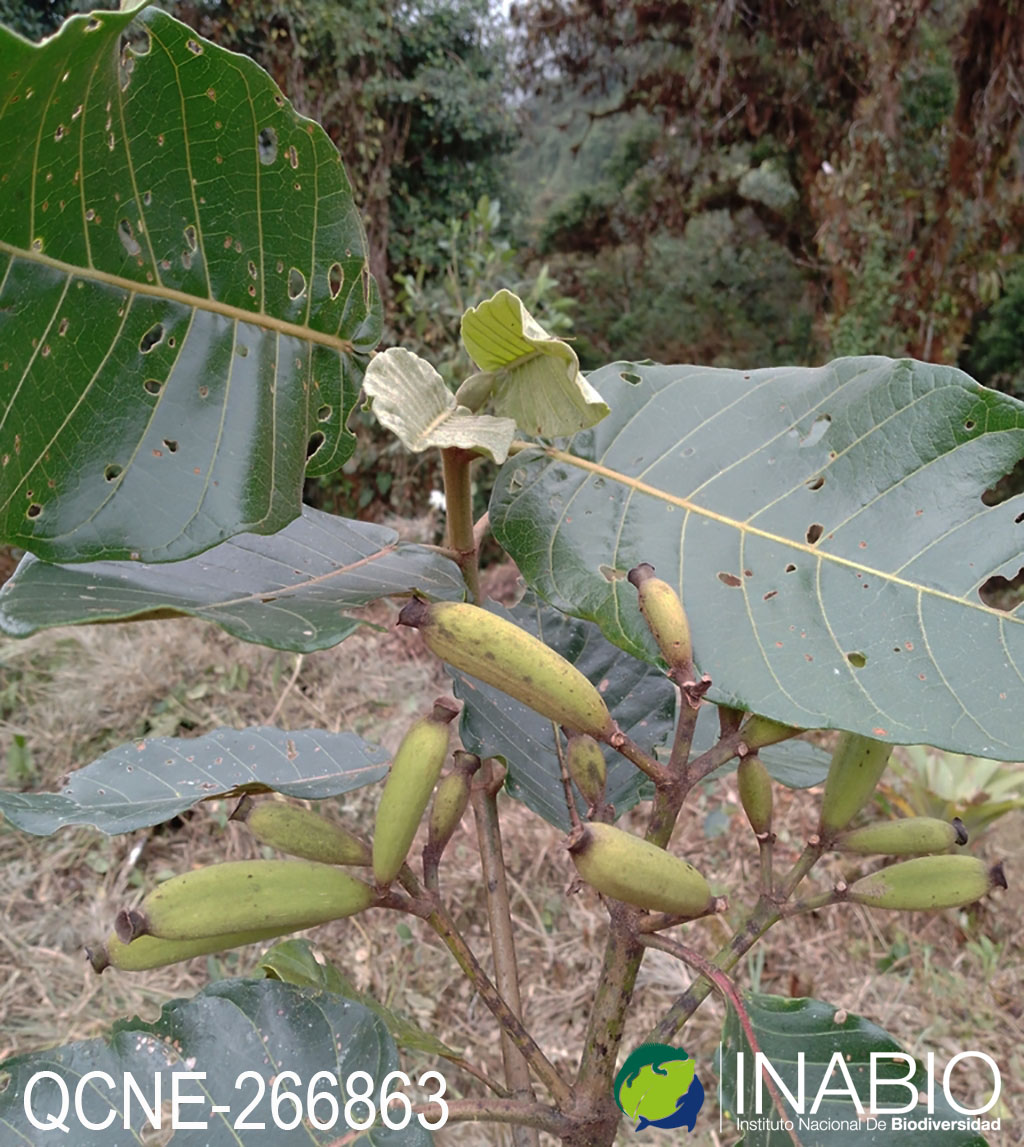 Ladenbergia macrocarpa image