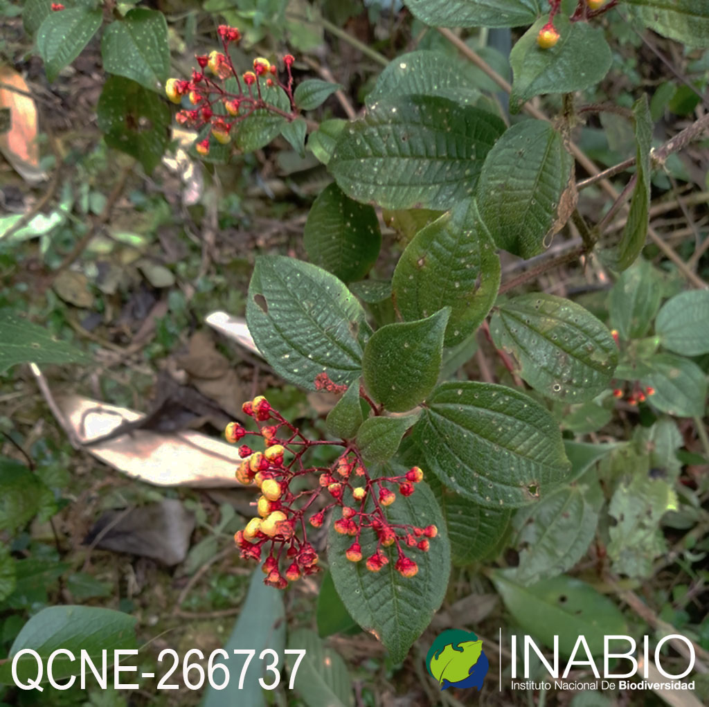 Miconia hymenanthera image