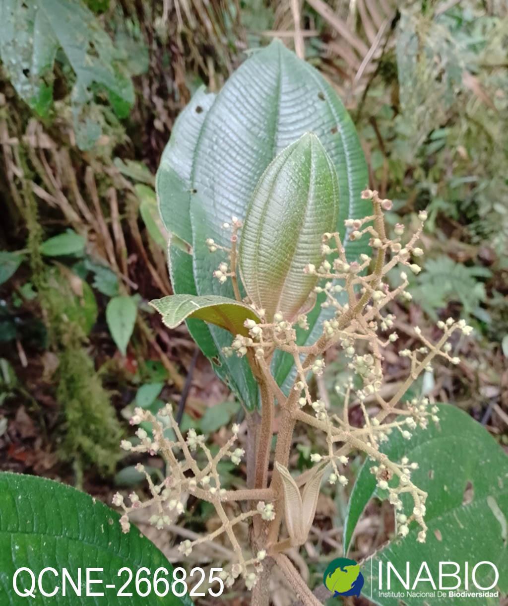 Miconia rivetii image