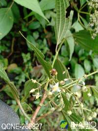 Miconia subseriata image