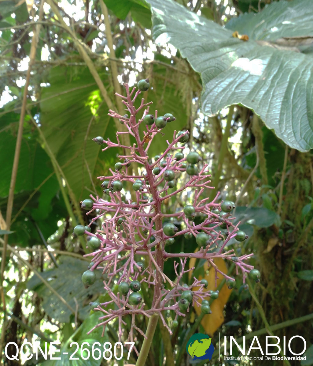 Palicourea obovata image