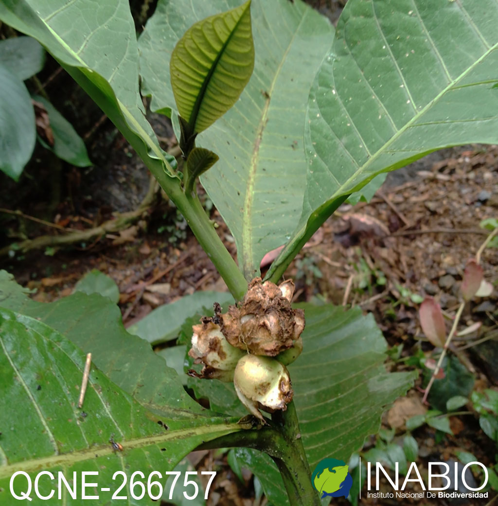 Solanum abitaguense image