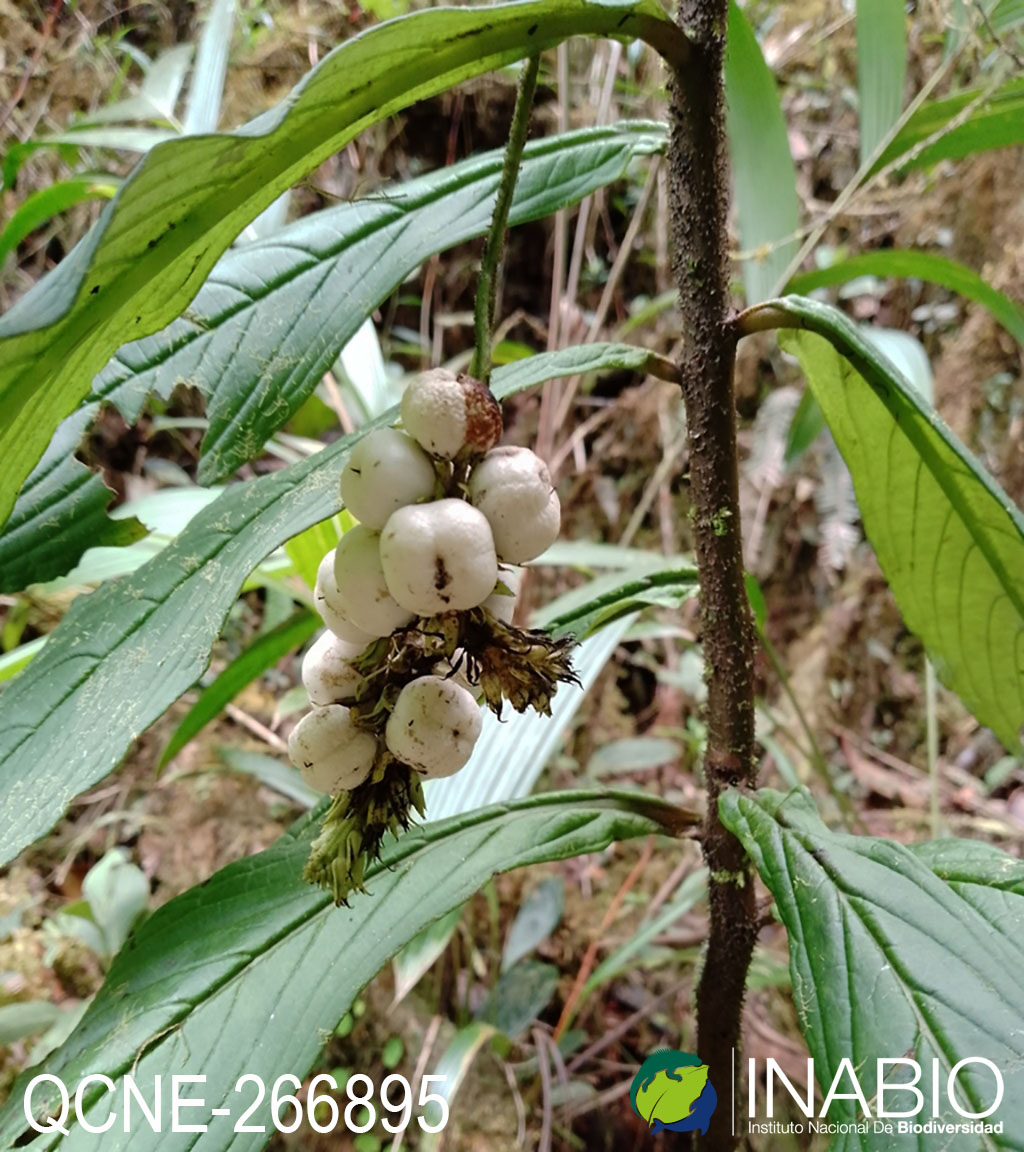 Tournefortia gigantifolia image