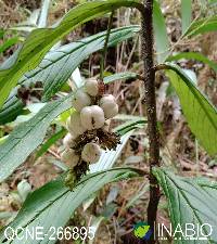 Image of Tournefortia gigantifolia