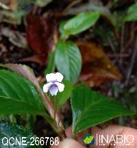 Image of Viola stipularis