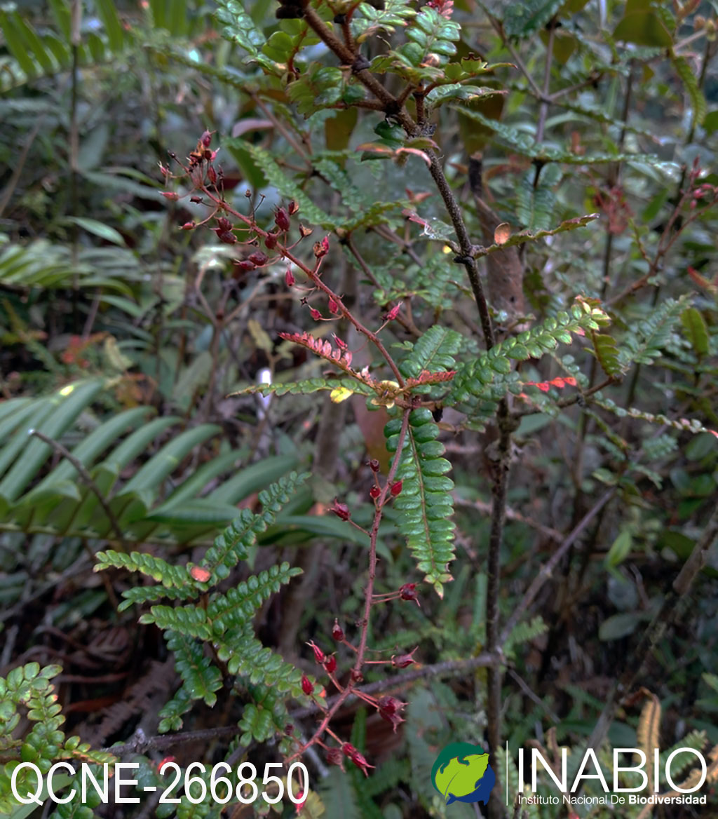 Weinmannia polyphylla image