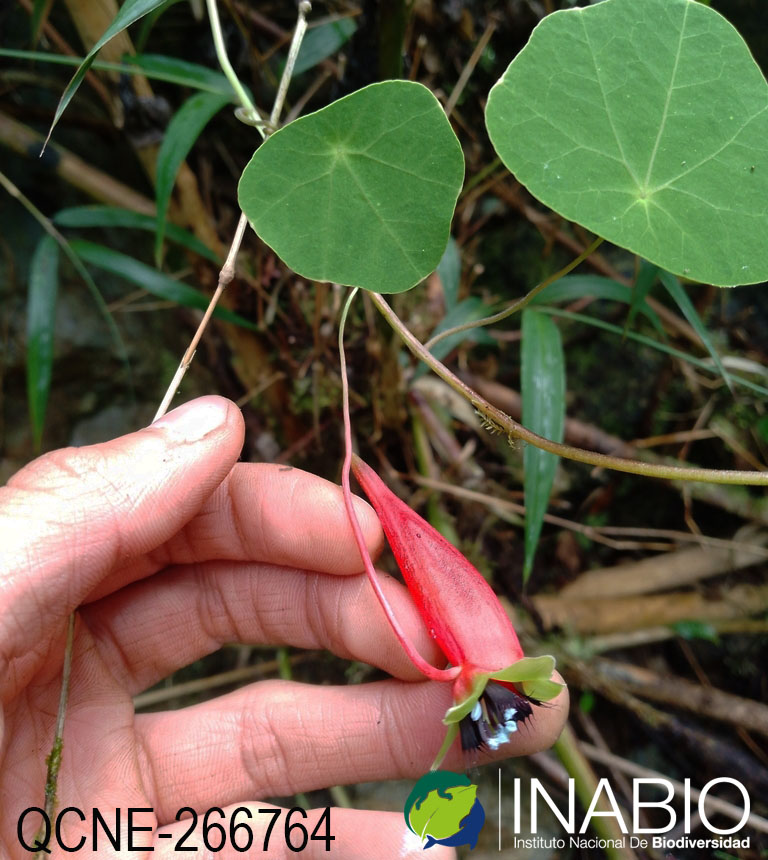 Tropaeolum adpressum image