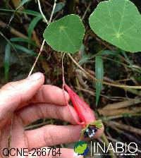 Image of Tropaeolum adpressum