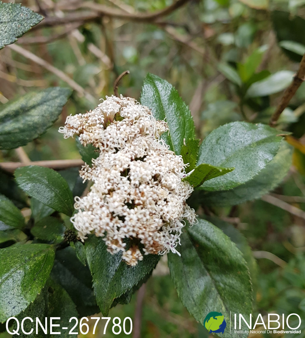 Ageratina pseudochilca image