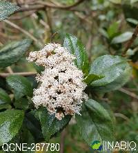 Image of Ageratina pseudochilca