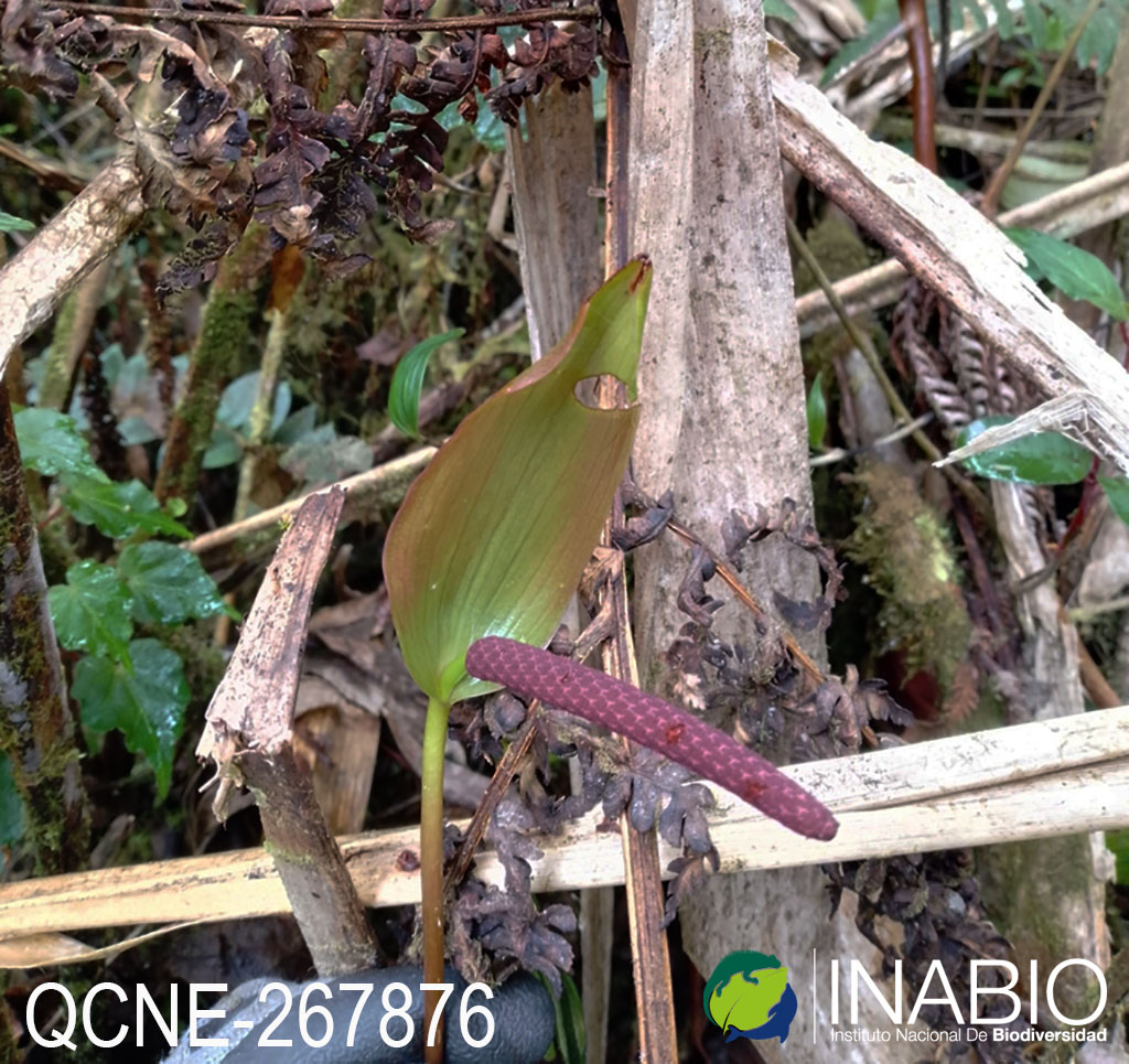 Anthurium oxybelium image