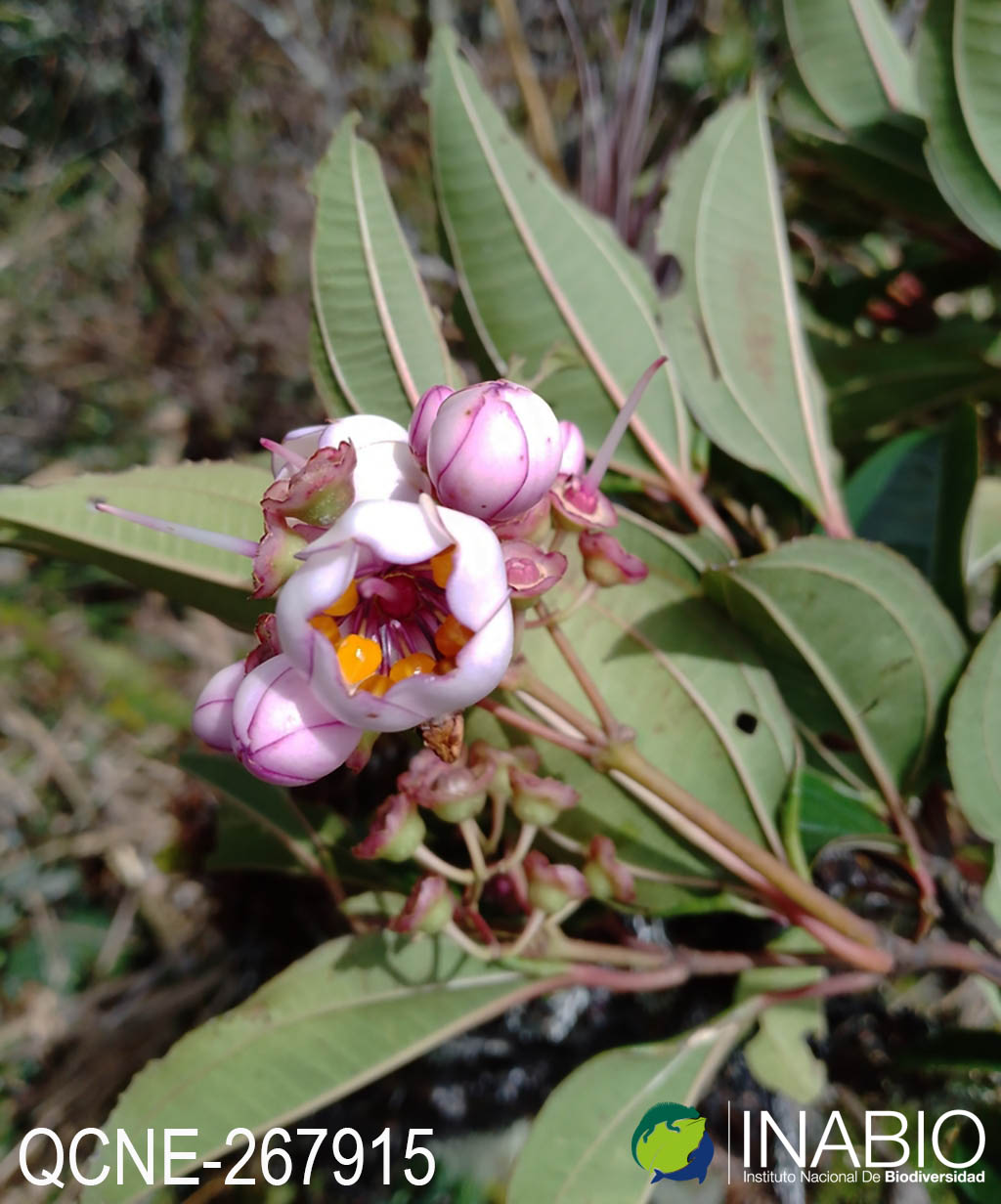 Axinaea macrophylla image