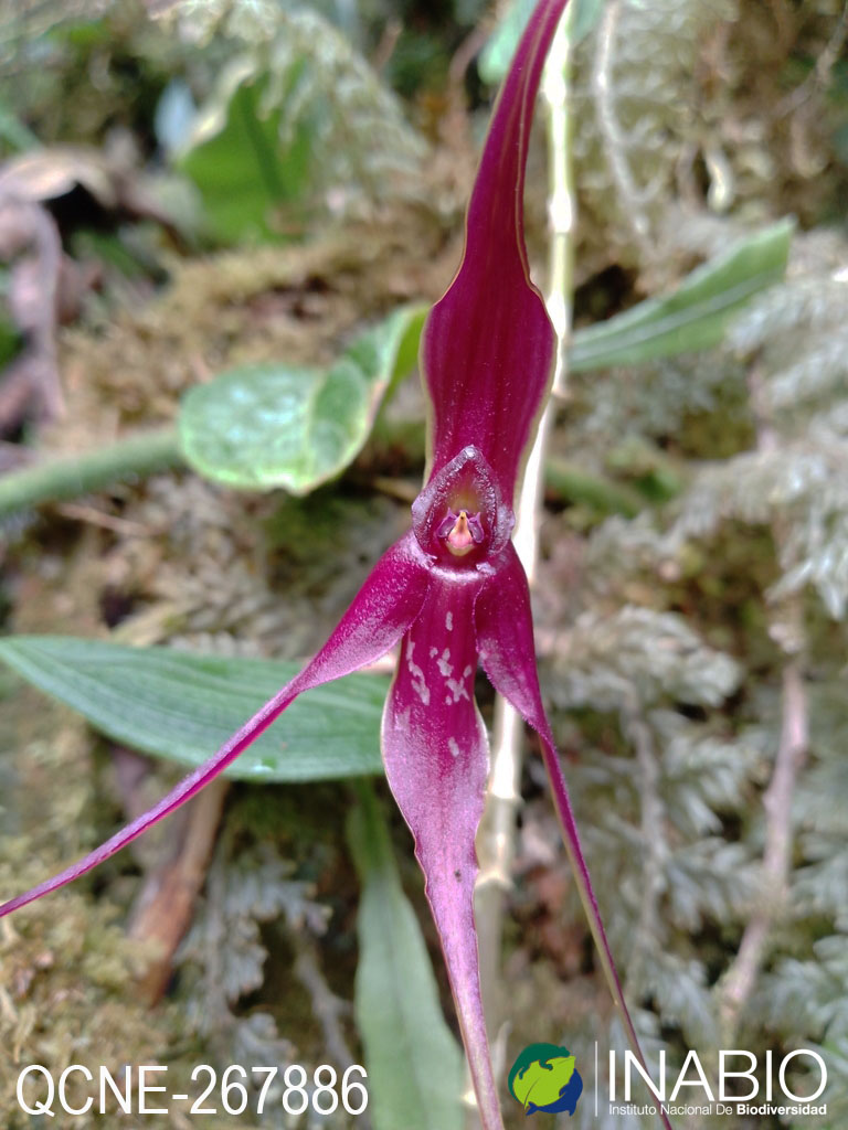 Brachionidium imperiale image