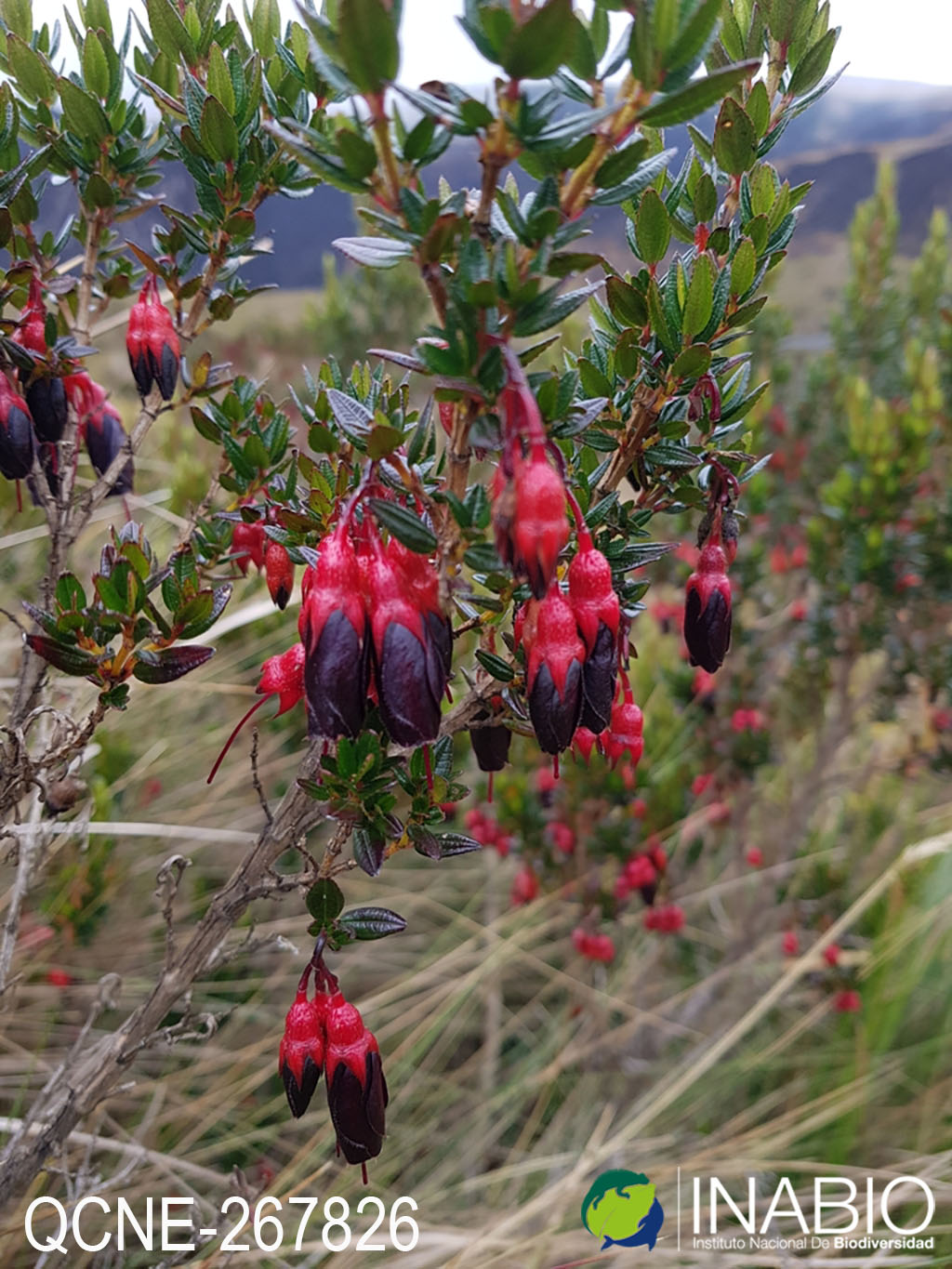 Brachyotum alpinum image