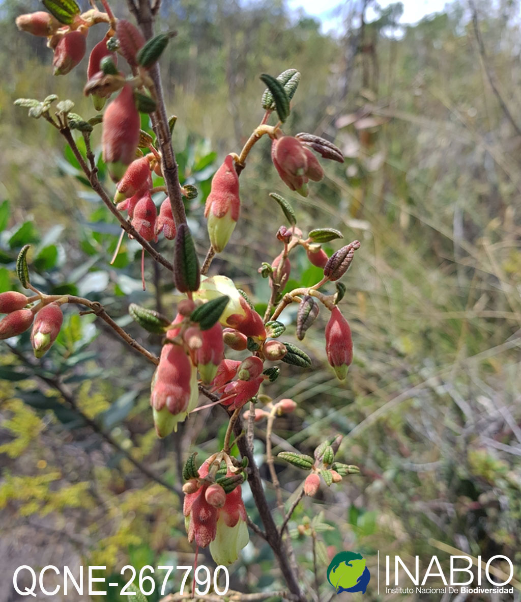 Brachyotum ledifolium image