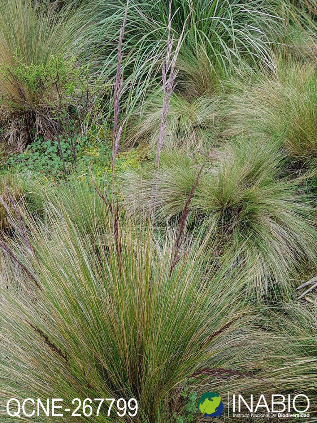 Calamagrostis intermedia image