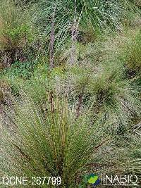 Image of Calamagrostis intermedia