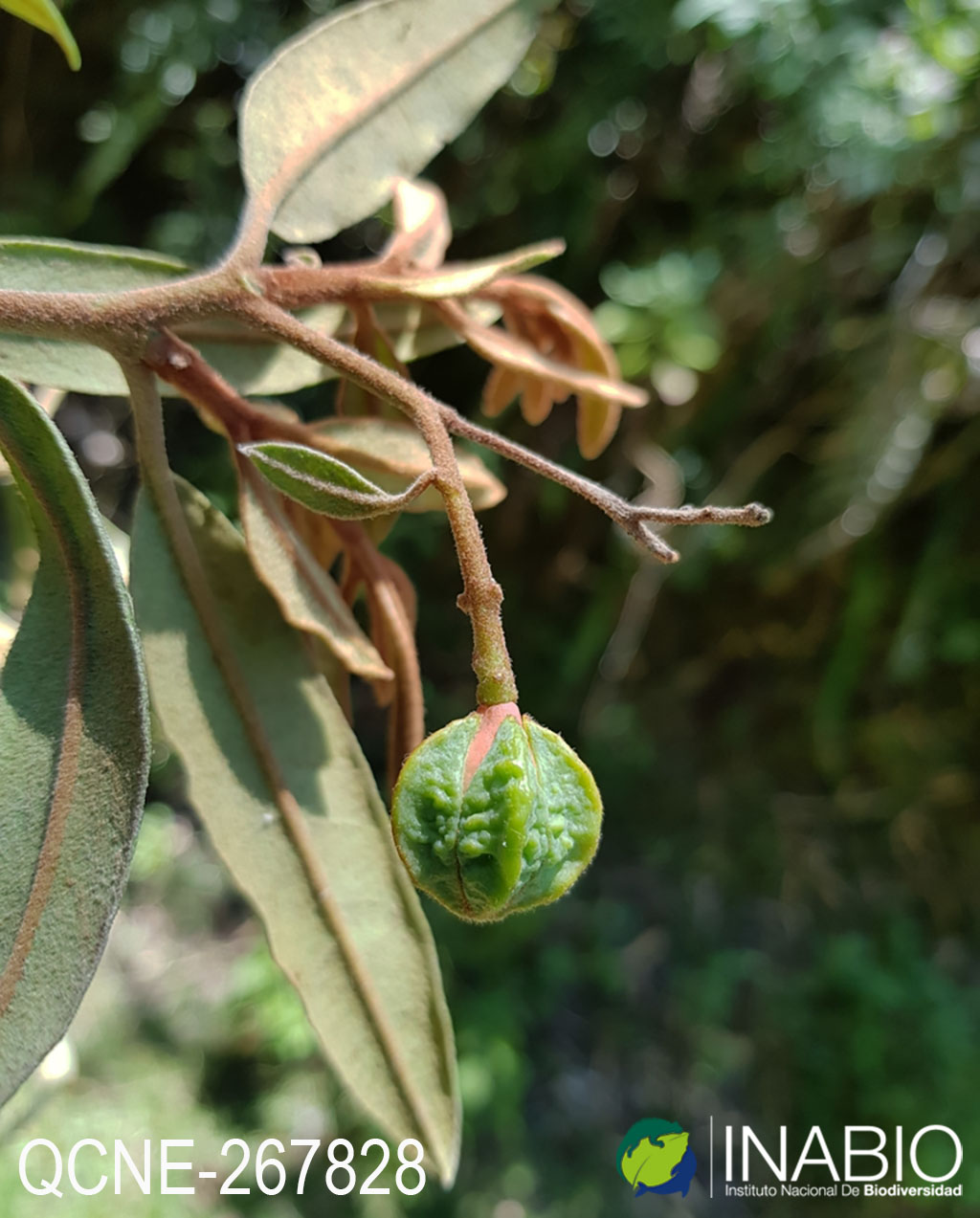 Cervantesia tomentosa image