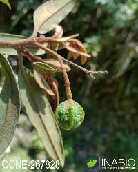 Image of Cervantesia tomentosa