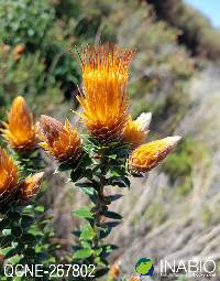 Image of Chuquiraga jussieui