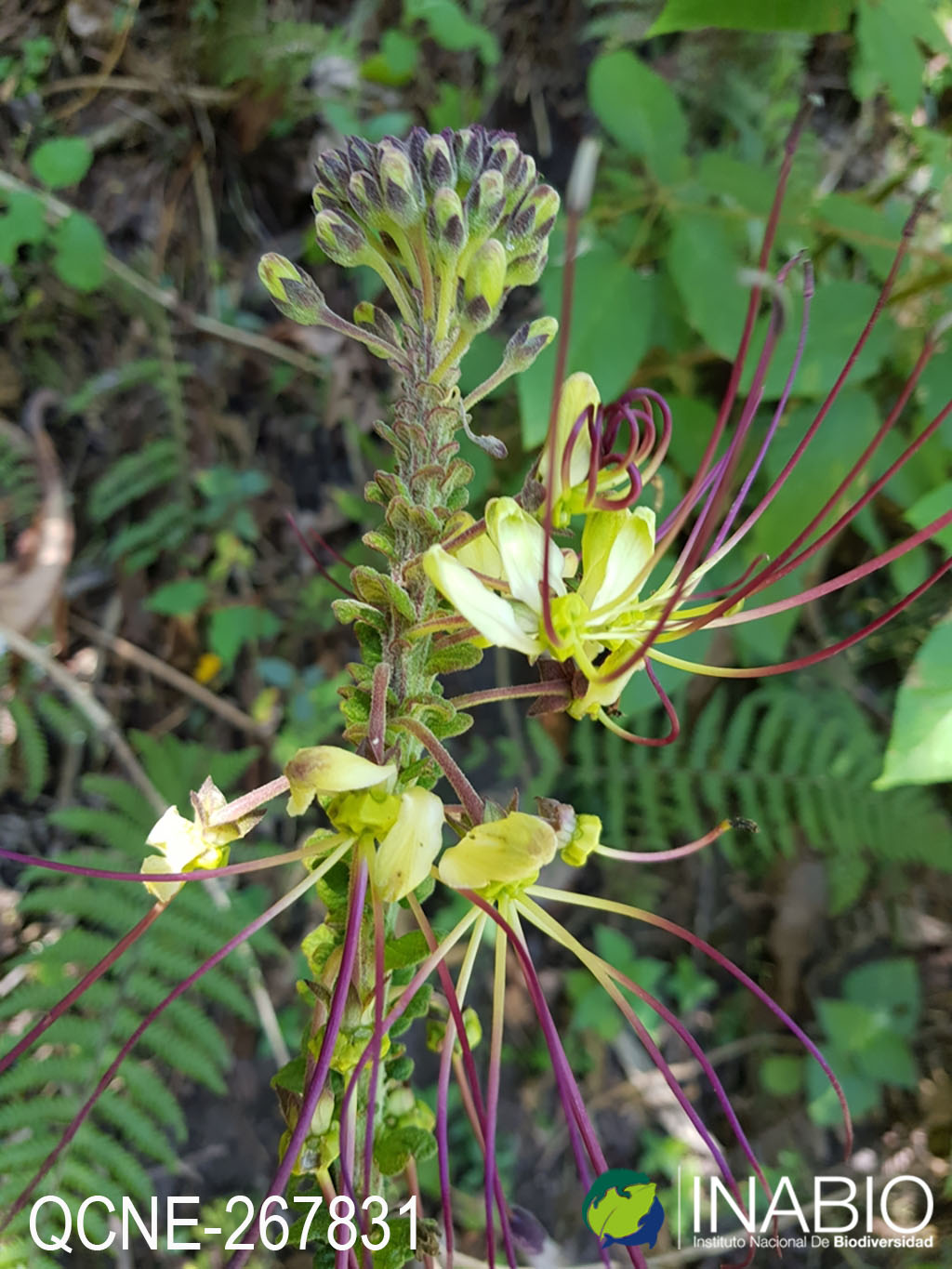 Andinocleome anomala image