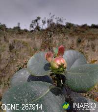 Image of Clusia flaviflora