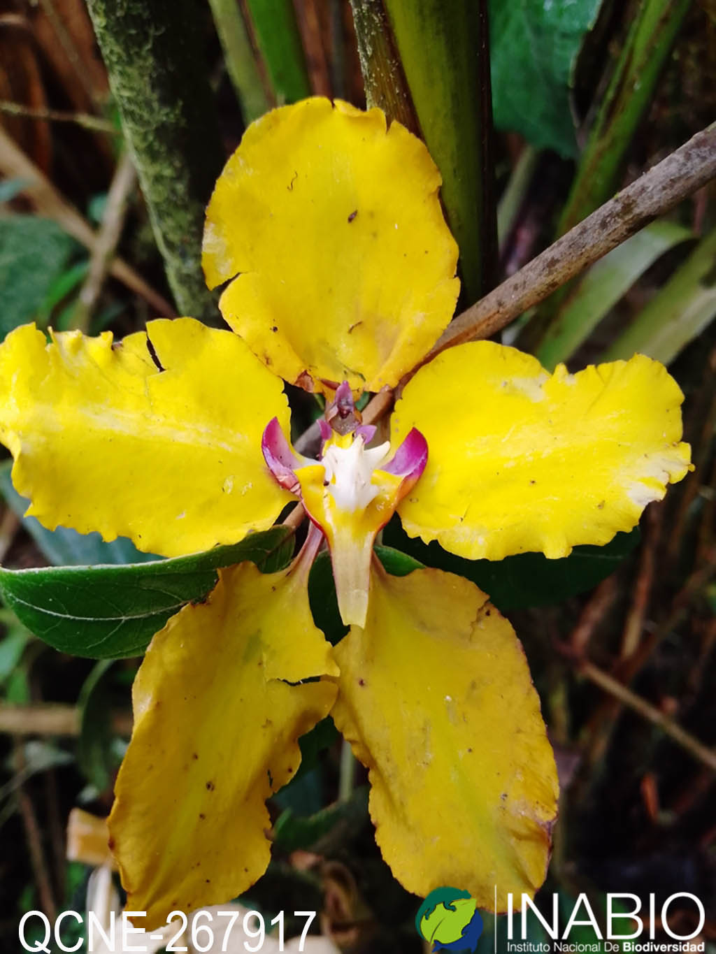 Cyrtochilum macranthum image