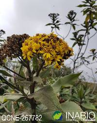 Image of Dendrophorbium lloense