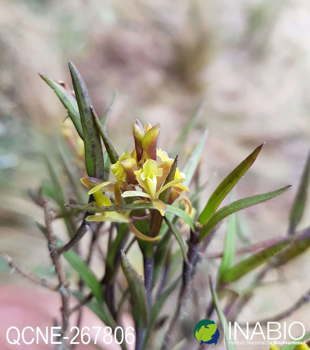 Epidendrum image