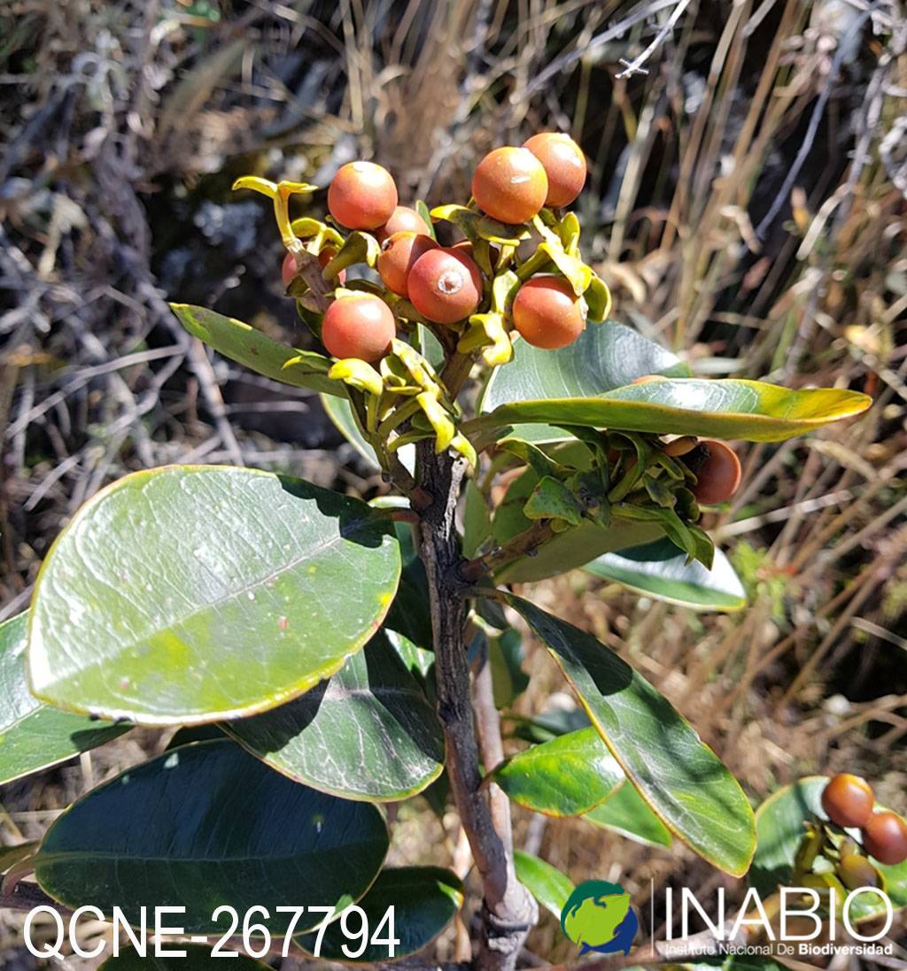 Gaiadendron punctatum image