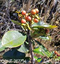 Gaiadendron punctatum image