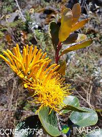 Gaiadendron punctatum image