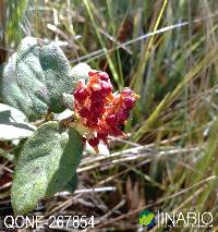 Gaultheria insipida image