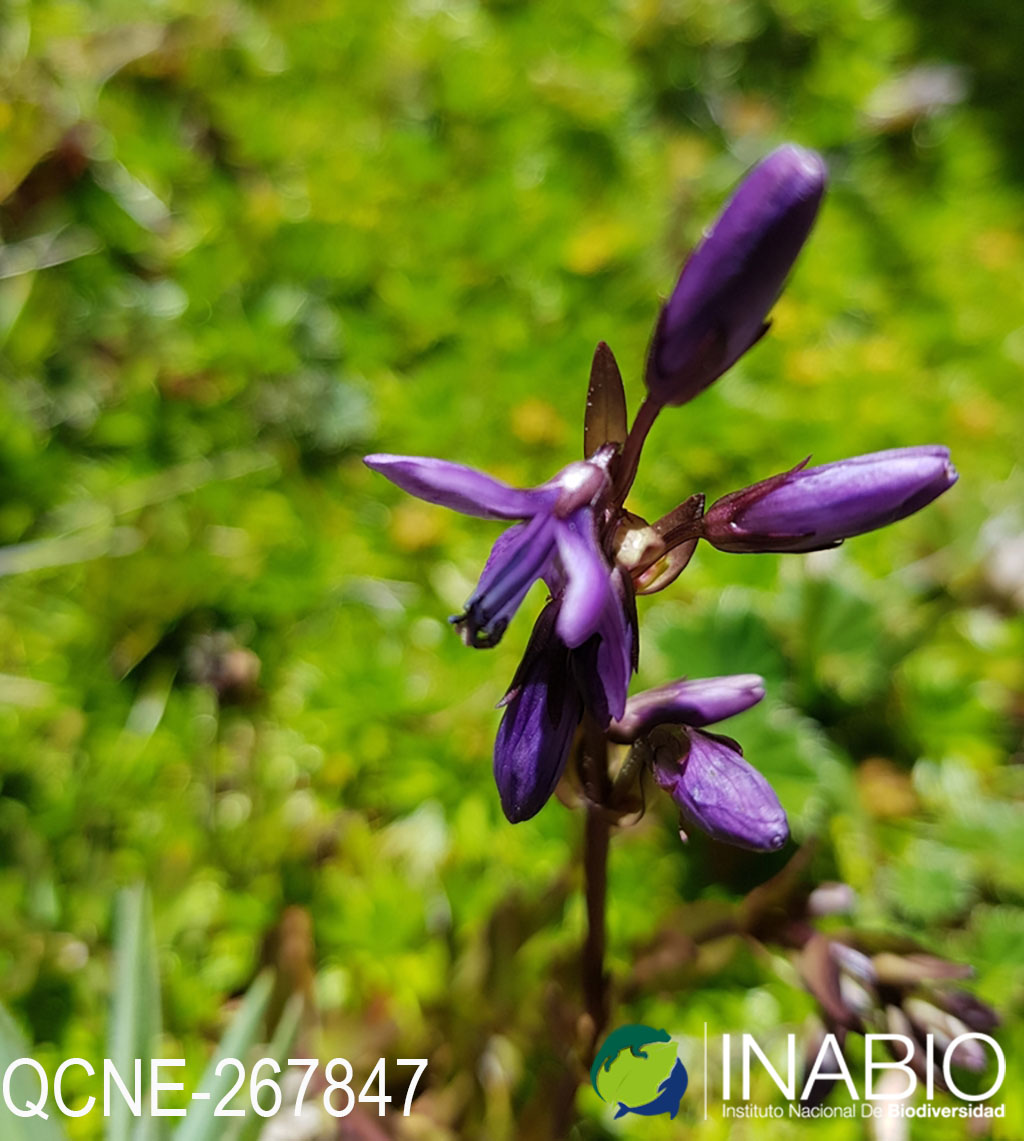 Gentianella rapunculoides image