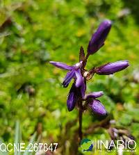 Image of Gentianella rapunculoides