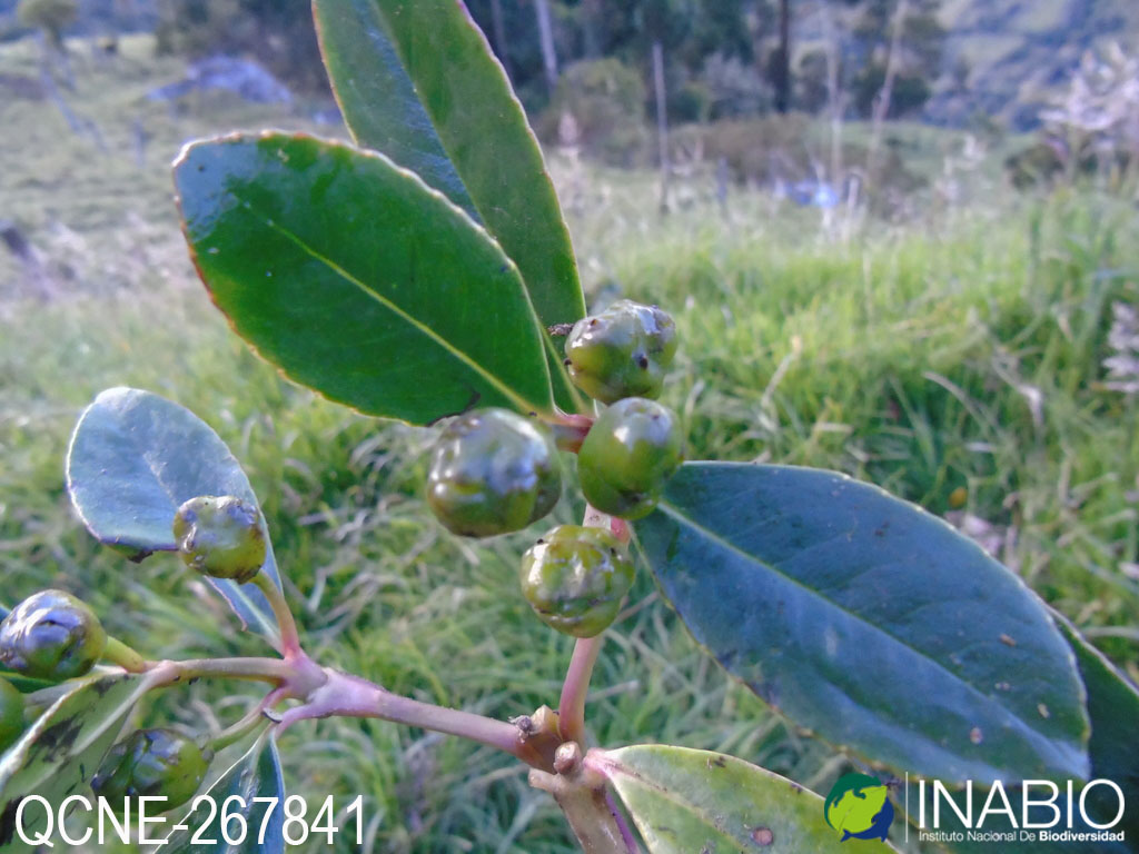 Hedyosmum cuatrecazanum image