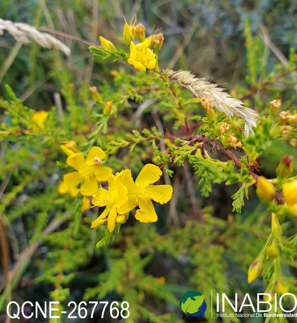 Hypericum laricifolium image