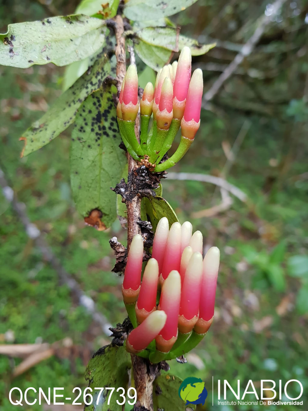 Macleania rupestris image