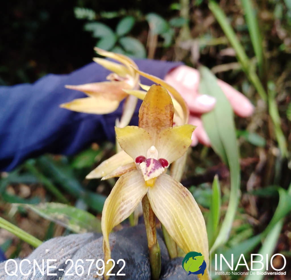 Maxillaria image