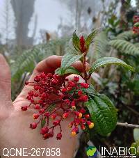 Miconia hymenanthera image