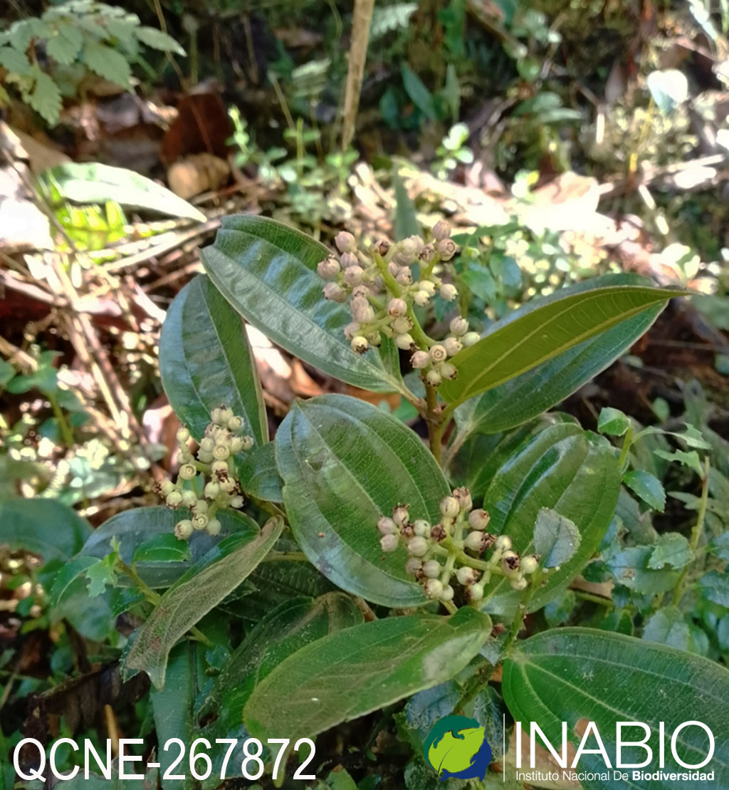 Miconia latifolia image