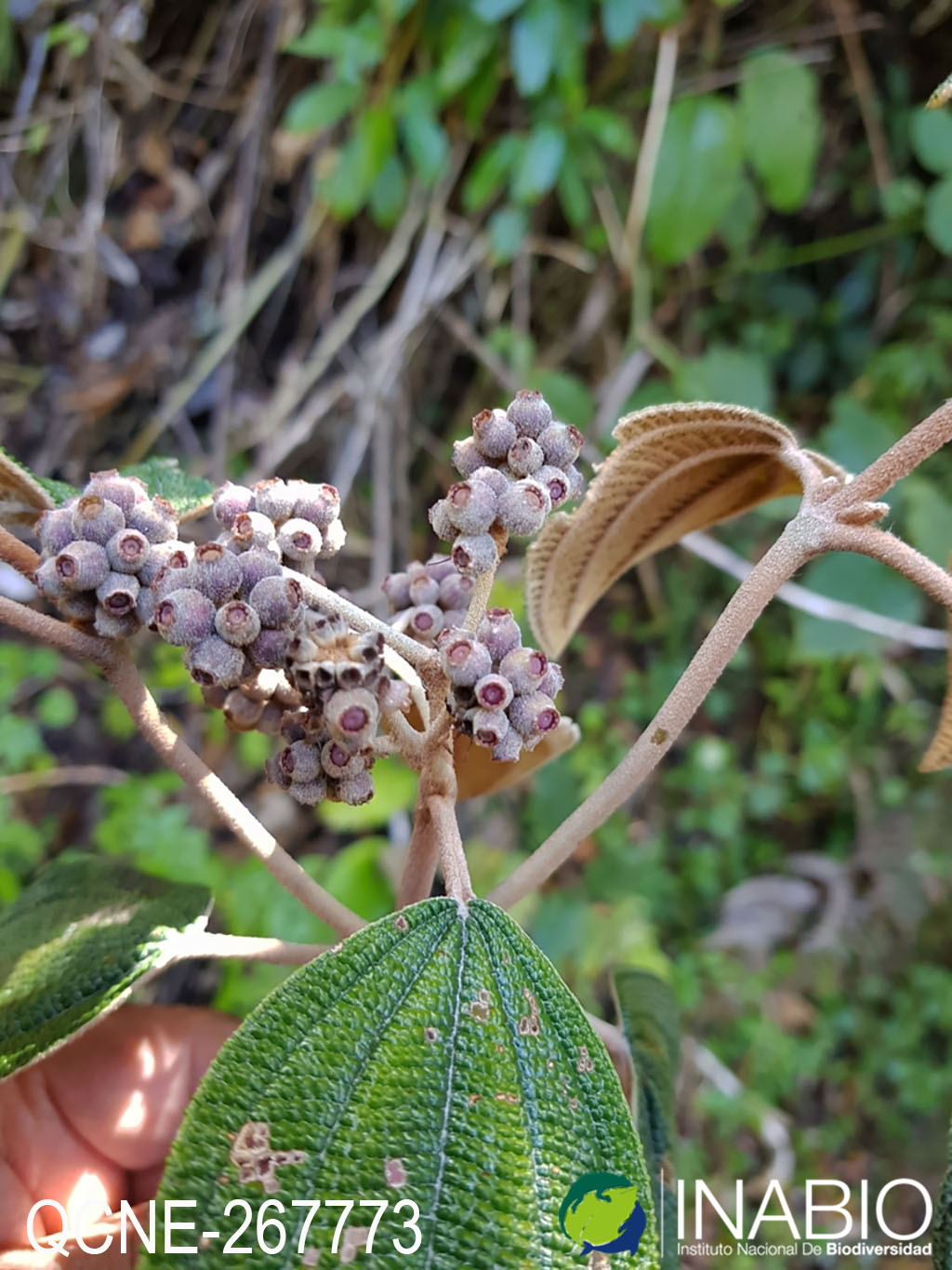 Miconia pustulata image