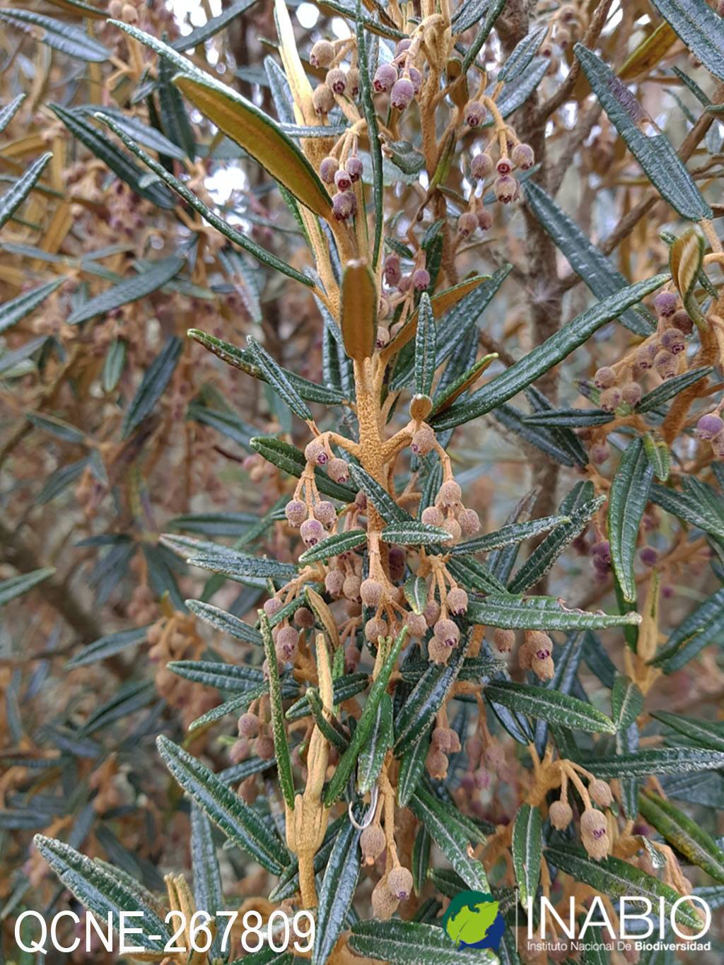 Miconia salicifolia image