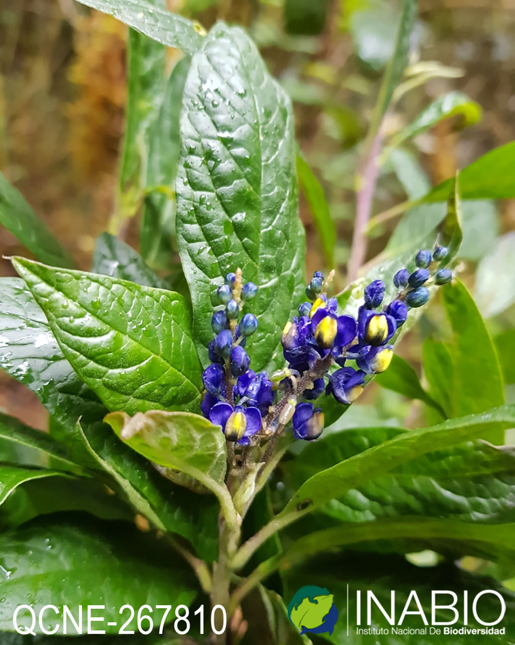 Polygalaceae image